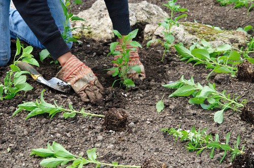 Seasonal garden care by gardeners in Morden