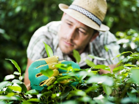 Free quote policy for garden maintenance in Morden