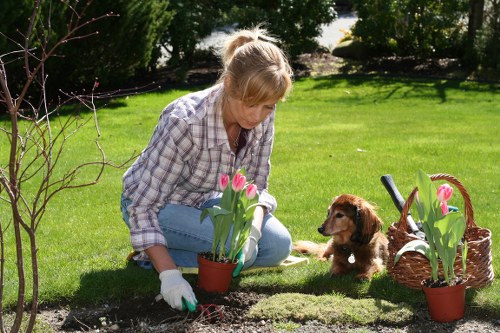 Hedge trimming and pruning work in a Morden garden