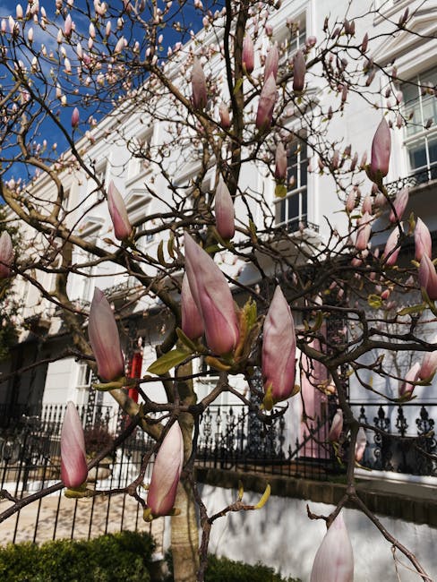 Close-up view of a magnolia tree in early spring, showcasing numerous pink, elongated flower buds and some partially opened blossoms on slender, brown branches. The background features a white, multi-